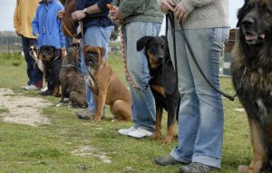 dogs in training class