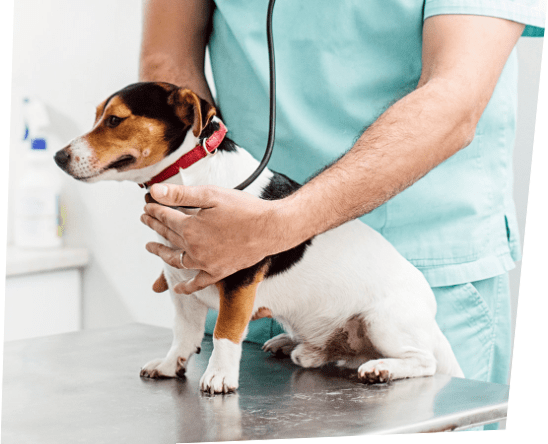 Veterinary bill financing for good & bad credit