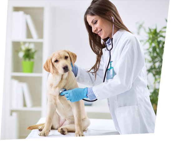 Patient financing for veterinary practices