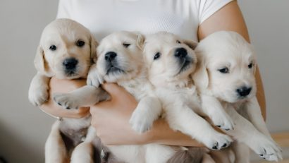 Fraud Prevention in Retail Pet Stores: Spotting Fake IDs and Transaction Red Flags