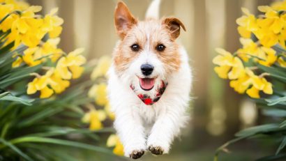 A New Era for Pet Training Businesses: Easier Financing, Happier Clients
